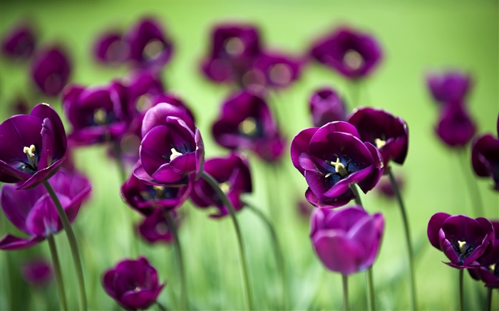Purple tulip flowers, green background Wallpapers Pictures Photos Images
