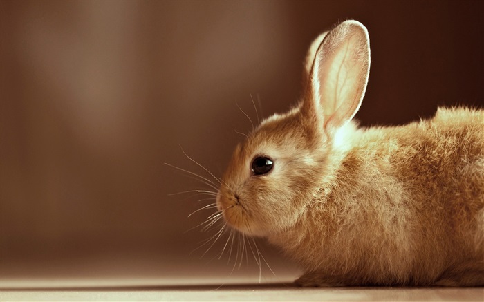 Rabbit close-up Wallpapers Pictures Photos Images