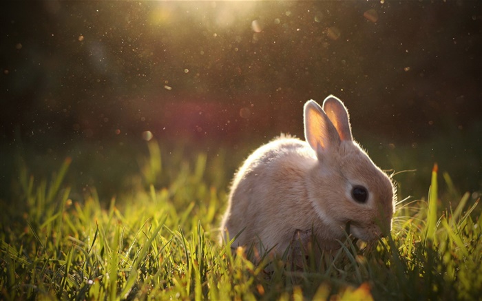 Rabbit grazing Wallpapers Pictures Photos Images