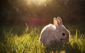 Rabbit grazing HD wallpaper