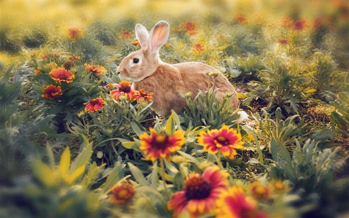 Rabbit hidden in the flowers Wallpapers Pictures Photos Images