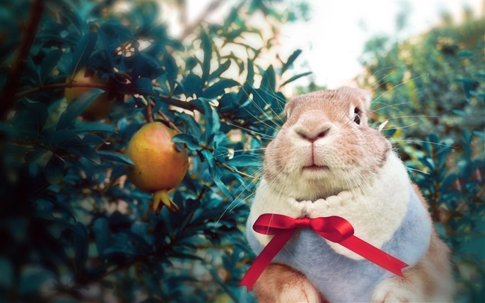 Rabbit wearing scarf Wallpapers Pictures Photos Images