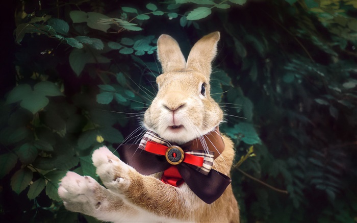 Rabbit with tie Wallpapers Pictures Photos Images