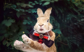 Rabbit with tie