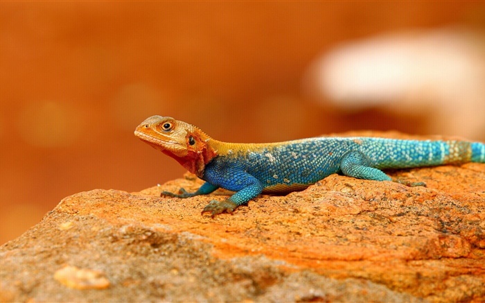 Rainbow lizard close-up Wallpapers Pictures Photos Images