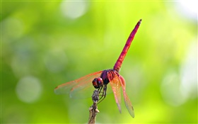 Red dragonfly HD wallpaper
