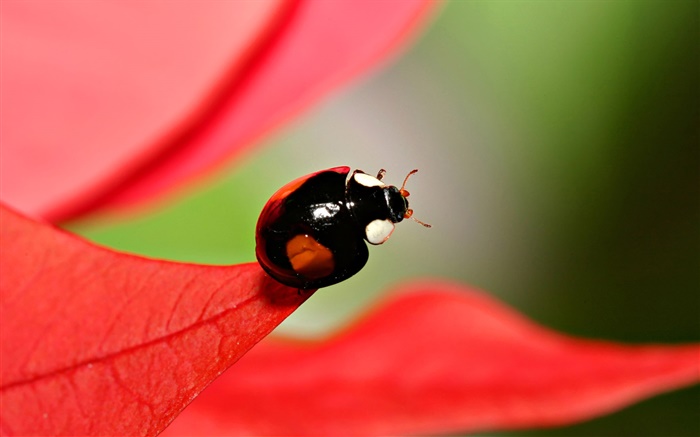Red leaf, ladybug Wallpapers Pictures Photos Images