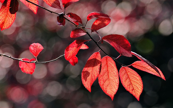 Red leaves under the sun Wallpapers Pictures Photos Images