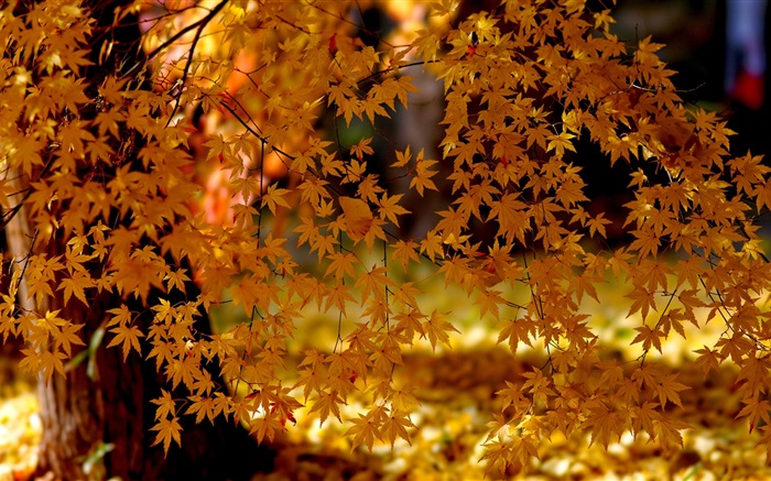 Red maple leaves, tree, autumn Wallpapers Pictures Photos Images
