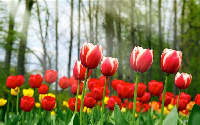 Red tulip flowers Wallpapers Pictures Photos Images
