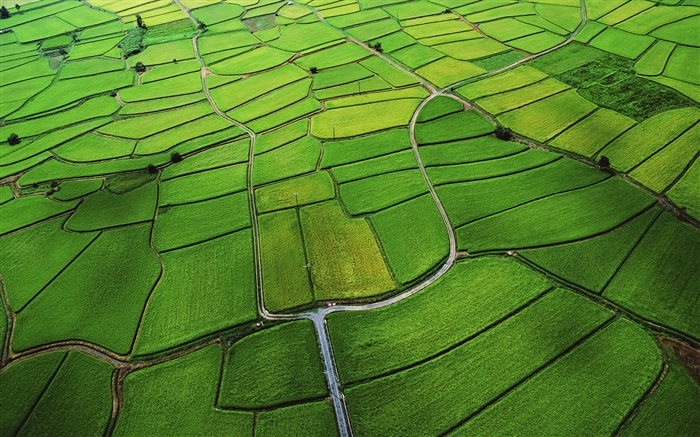 Rice paddy top view Wallpapers Pictures Photos Images
