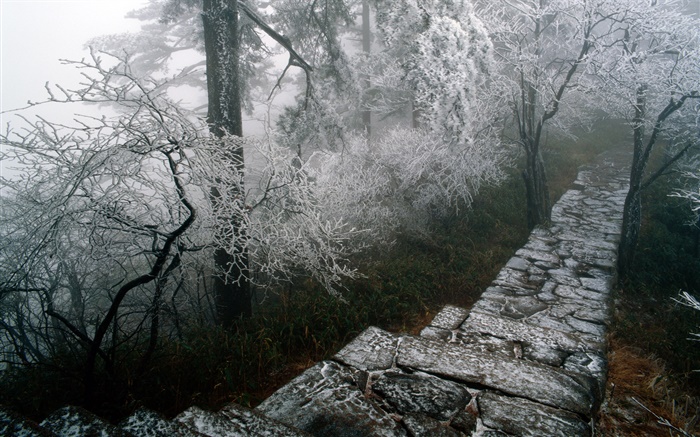 Rime scenery, trees, winter, snow, scenery China Wallpapers Pictures Photos Images