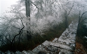 Rime scenery, trees, winter, snow, scenery China HD wallpaper