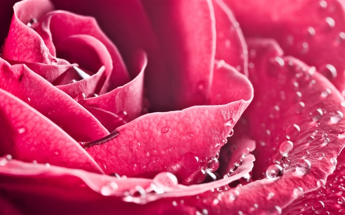 Rose flower close-up, petals, water drops Wallpapers Pictures Photos Images