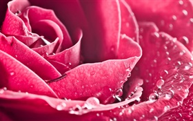 Rose flower close-up, petals, water drops