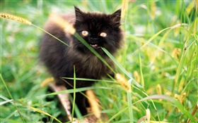 Small black kitten in the grass HD wallpaper