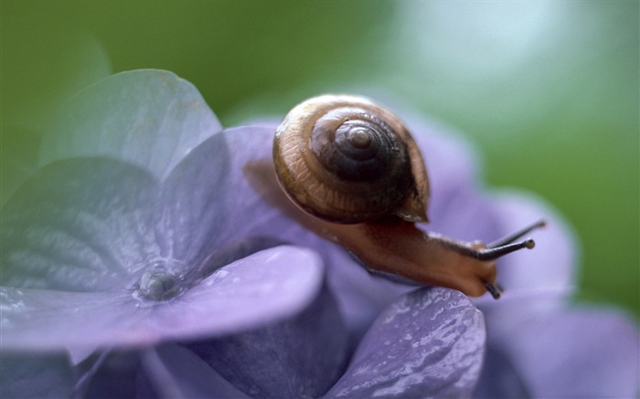 Snail, blue flowers Wallpapers Pictures Photos Images
