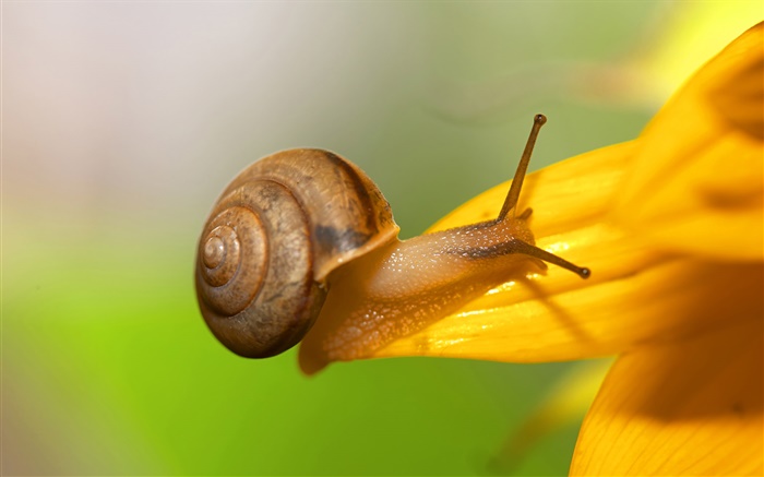 Snail close-up, yellow flower petals Wallpapers Pictures Photos Images