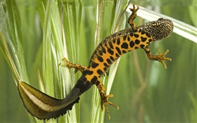 Spotted salamander HD wallpaper