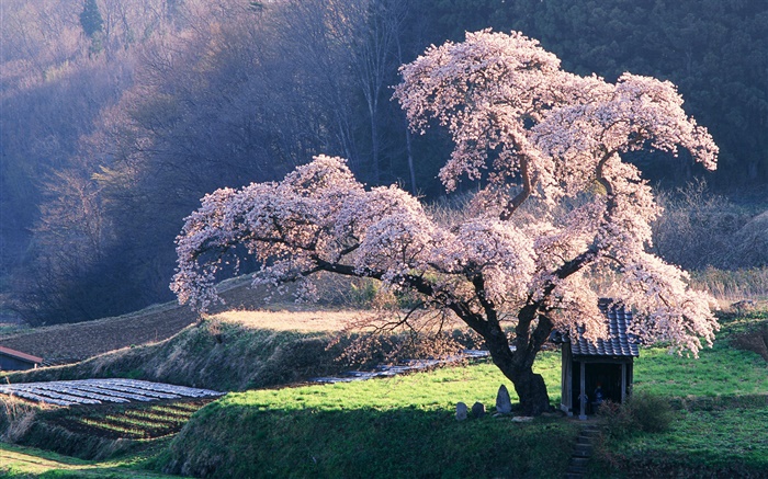 Spring cherry tree Wallpapers Pictures Photos Images