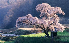 Spring cherry tree HD wallpaper