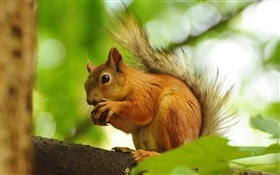 Squirrel eat fruit HD wallpaper