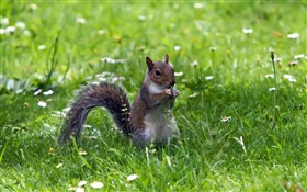 Squirrel in the grass HD wallpaper