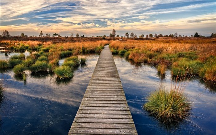 Swamp, boardwalk, grass, dusk Wallpapers Pictures Photos Images