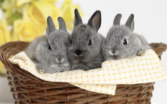 Three gray rabbit Wallpapers Pictures Photos Images