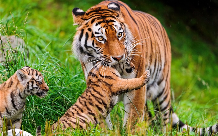 Tiger family, grass Wallpapers Pictures Photos Images