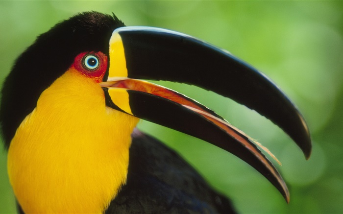 Toucans close-up Wallpapers Pictures Photos Images