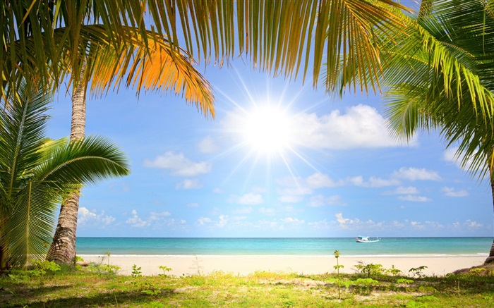 Tropical beach, sunshine, palm trees Wallpapers Pictures Photos Images