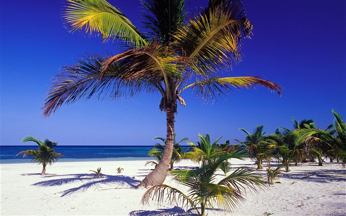 Tropical beach with palm trees Wallpapers Pictures Photos Images