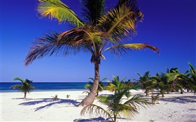 Tropical beach with palm trees HD wallpaper