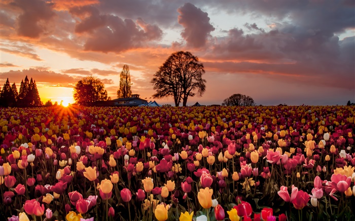 Tulip flowers field, warm sunset Wallpapers Pictures Photos Images