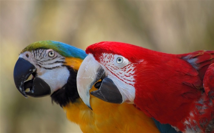 Two cute parrot Wallpapers Pictures Photos Images