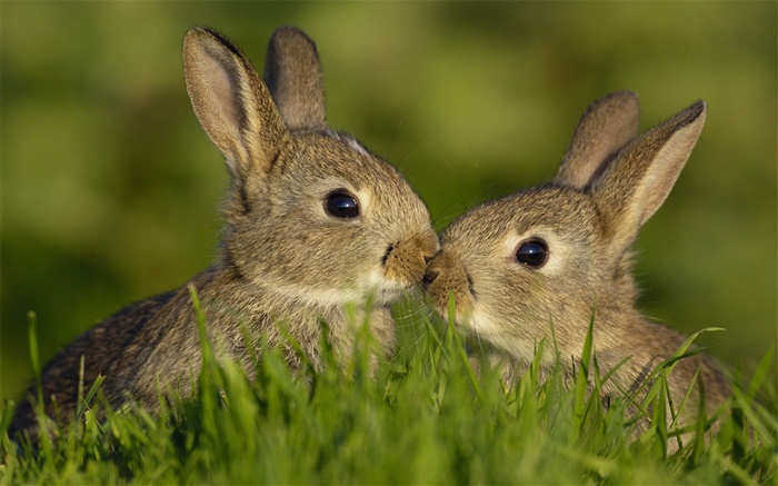 Two gray rabbit Wallpapers Pictures Photos Images