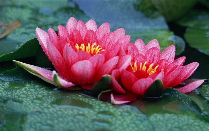 Two pink lotus, lake, water droplets Wallpapers Pictures Photos Images