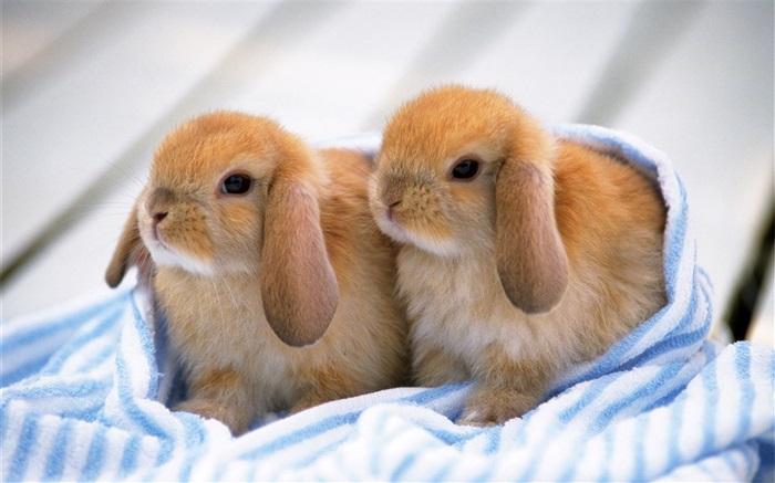 Two rabbit pups Wallpapers Pictures Photos Images