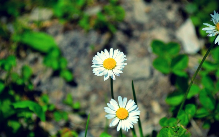 Two white daisies flowers Wallpapers Pictures Photos Images
