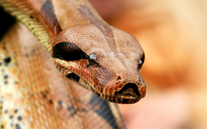 Viper head close-up Wallpapers Pictures Photos Images