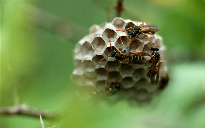 Wasp, insect Wallpapers Pictures Photos Images