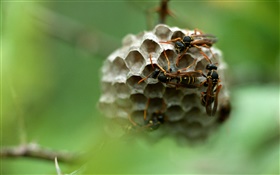 Wasp, insect HD wallpaper