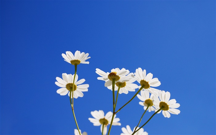 White little flowers, blue sky Wallpapers Pictures Photos Images