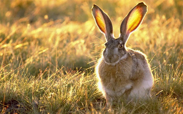 Wild rabbit in the grass Wallpapers Pictures Photos Images