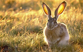 Wild rabbit in the grass HD wallpaper