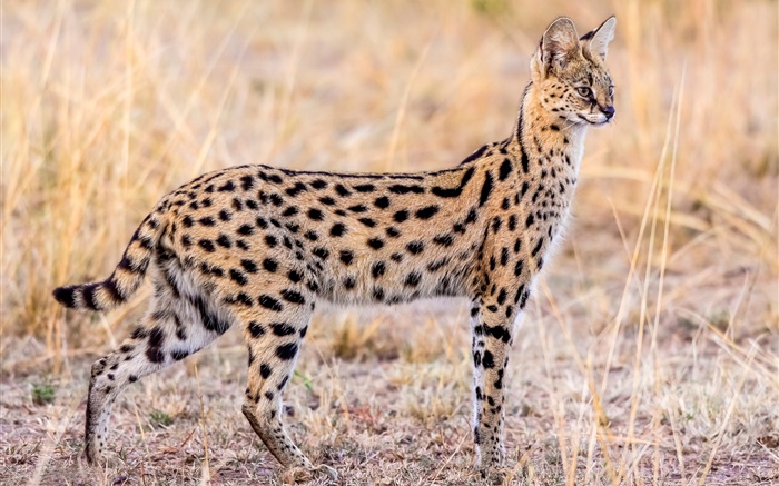 Wildlife, serval cat Wallpapers Pictures Photos Images