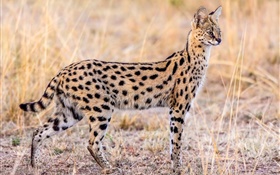 Wildlife, serval cat HD wallpaper