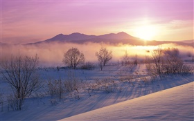 Winter morning, snow, trees, fog, sunrise HD wallpaper