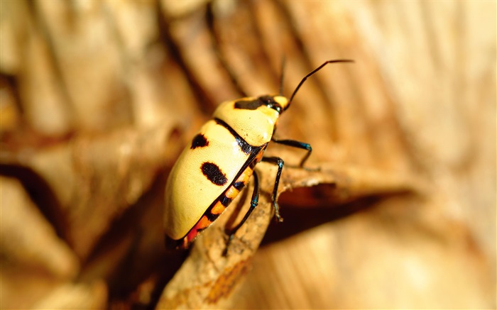 Yellow beetle close-up Wallpapers Pictures Photos Images